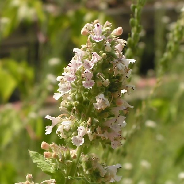 NEPETA CATARIA - Image 3