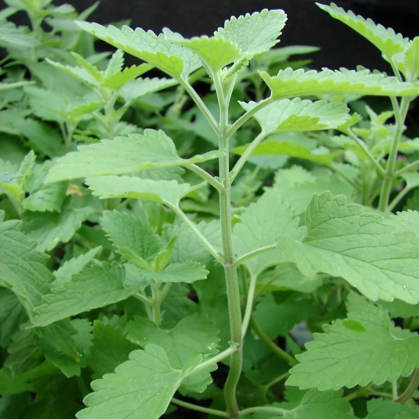 NEPETA CATARIA - Image 2