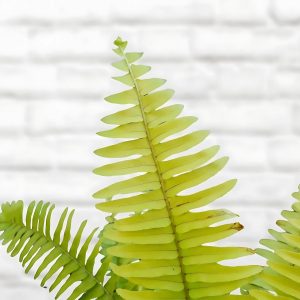 HP-NEPHROLEPSIS EX. CHILDSII