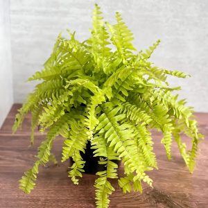 HP-NEPHROLEPSIS EX. CHILDSII