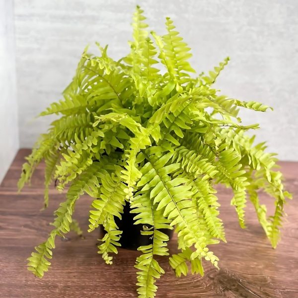 PHP-NEPHROLEPSIS EX. CHILDSII