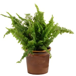 HP-NEPHROLEPIS EX. MUSCOSA