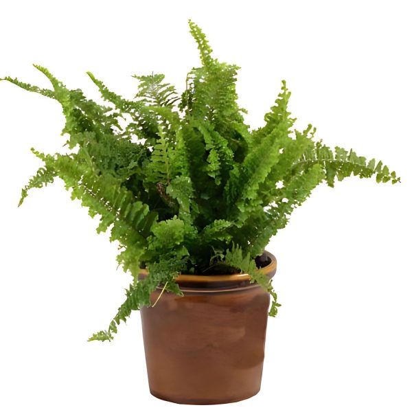 HP-NEPHROLEPIS EX. MUSCOSA