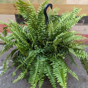HP-NEPHROLEPIS EX. MUSCOSA