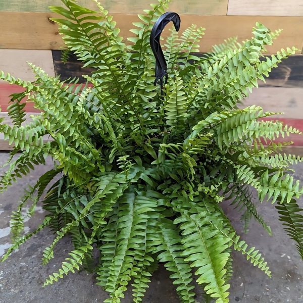 HP-NEPHROLEPIS EX. MUSCOSA - Image 2