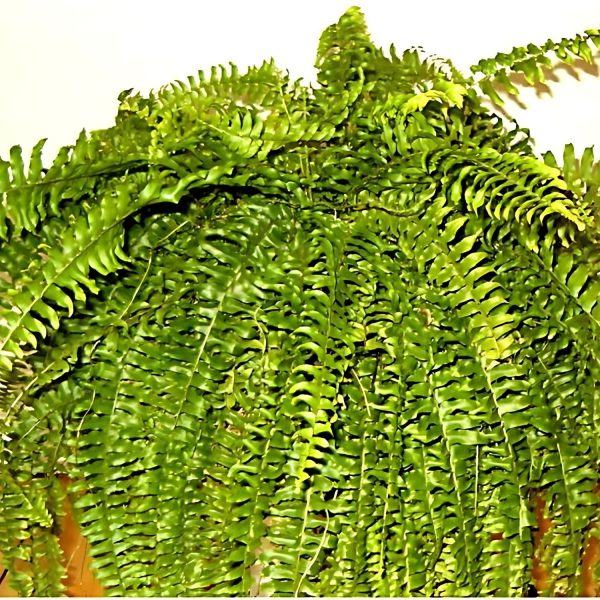 HP-NEPHROLEPIS EX. MUSCOSA - Image 3