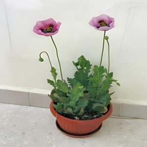 PAPAVER