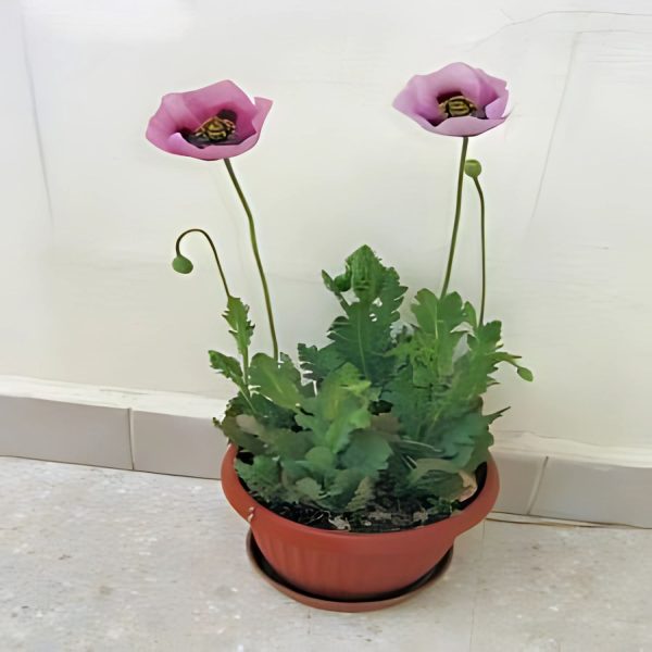 PAPAVER SPP.