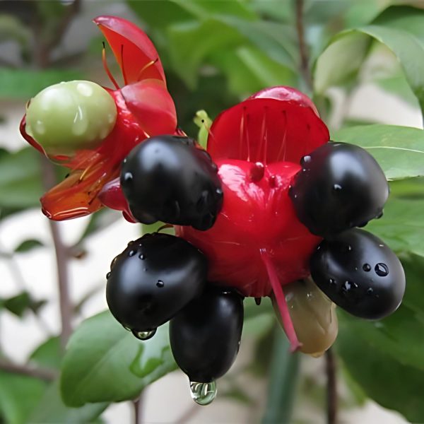 OCHNA KIRKII - Image 5