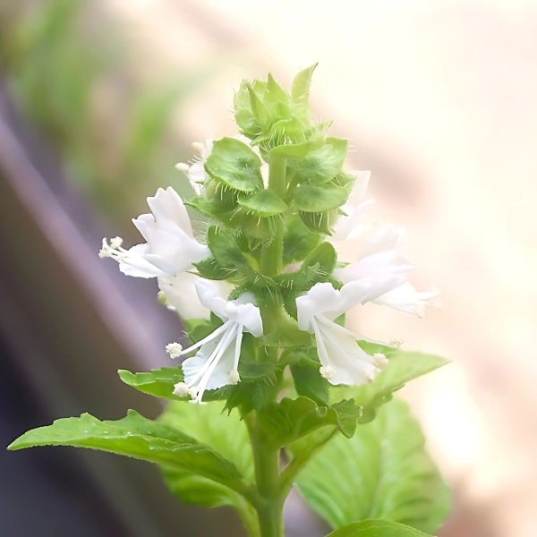 OCIMUM BASILICUM - Image 4