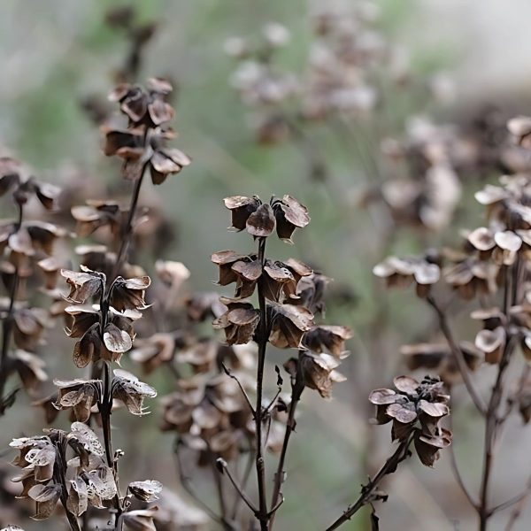 OCIMUM BASILICUM - Image 3
