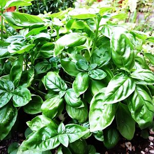 OCIMUM BASILICUM