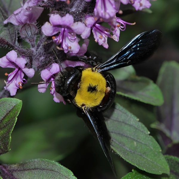OCIMUM BASILICUM - Image 5