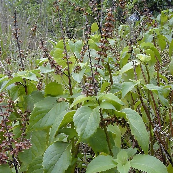 OCIMUM GRATISSIMUM - Image 3