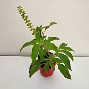 OCIMUM GRATISSIMUM