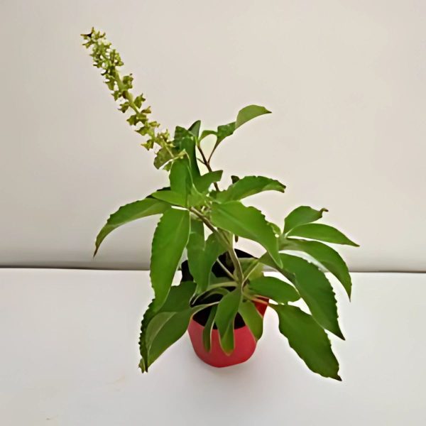 OCIMUM GRATISSIMUM
