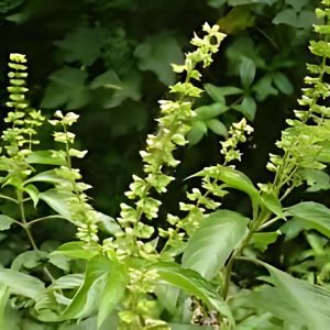 OCIMUM GRATISSIMUM