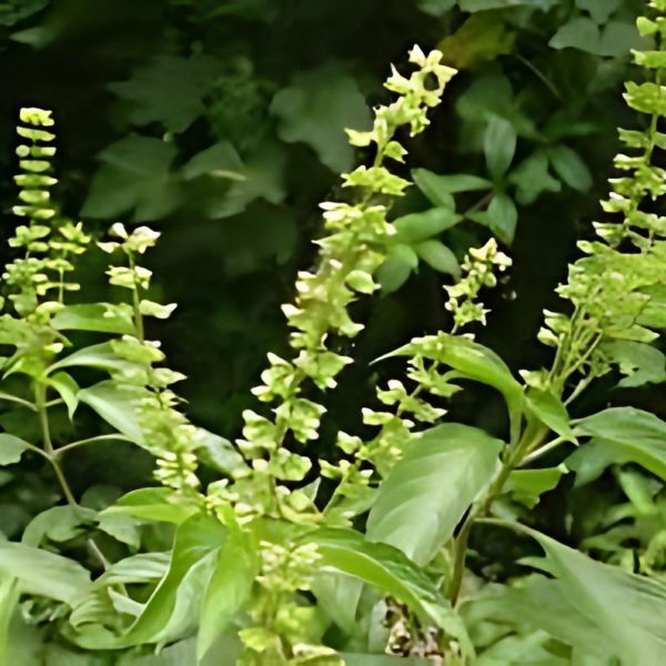OCIMUM GRATISSIMUM - Image 2
