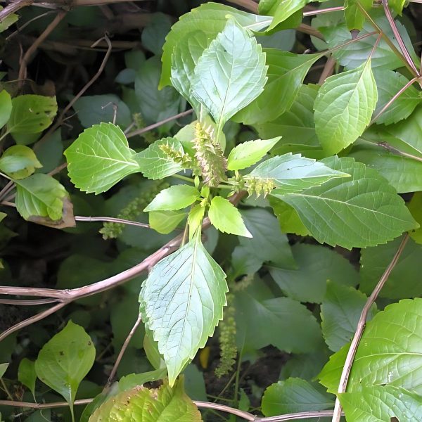 OCIMUM GRATISSIMUM - Image 4