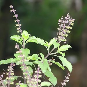 OCIMUM TENUIFLORUM