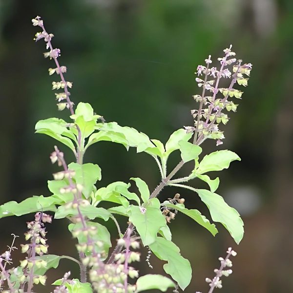 OCIMUM TENUIFLORUM - Image 2