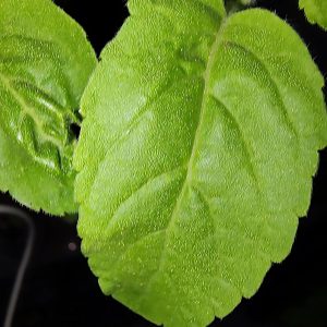 OCIMUM TENUIFLORUM