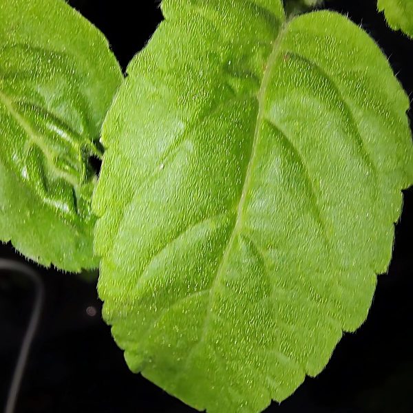 OCIMUM TENUIFLORUM