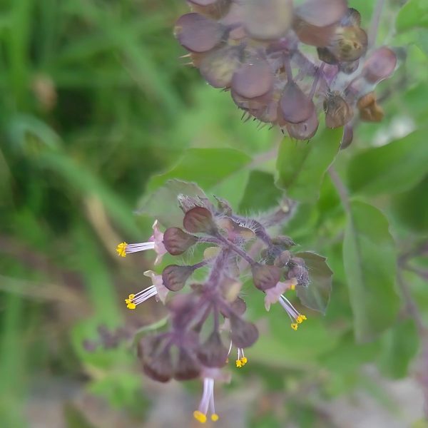 OCIMUM TENUIFLORUM - Image 4