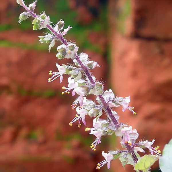 OCIMUM TENUIFLORUM - Image 3