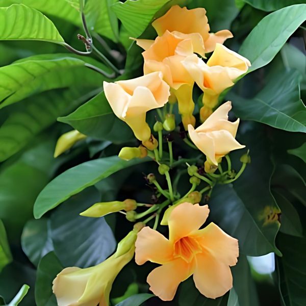 ODONTADENIA GRA. - Image 3