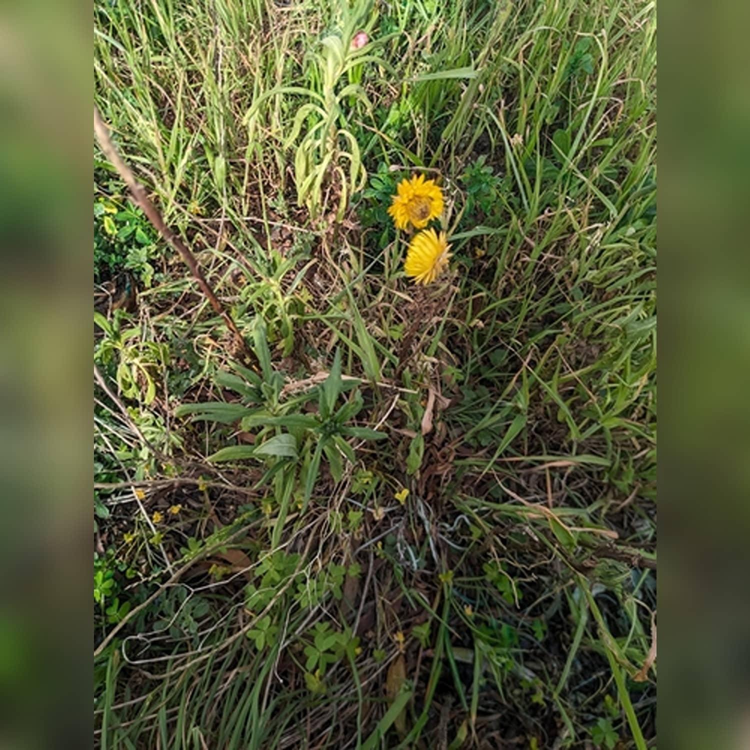 HELICHRYSUM SPP. - Image 3