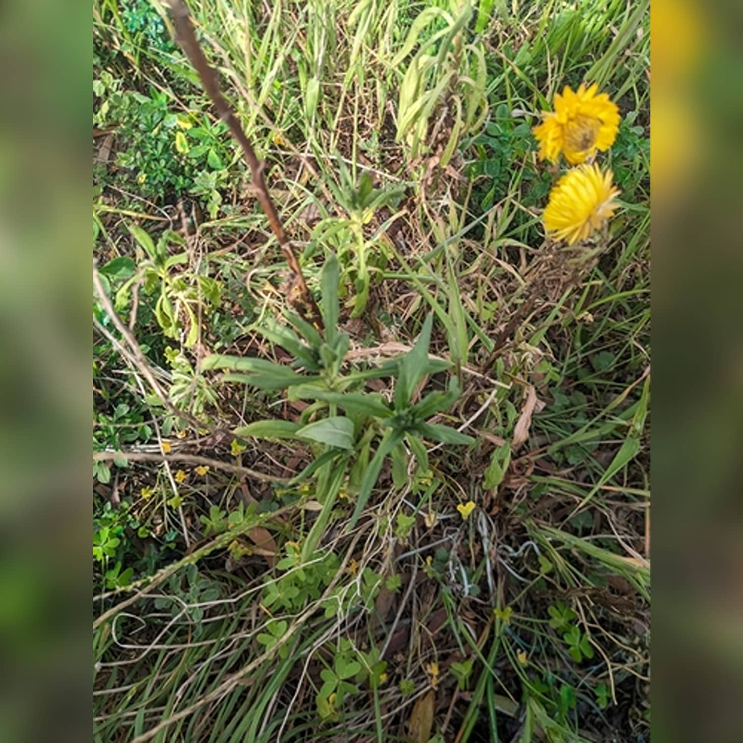 HELICHRYSUM SPP. - Image 4