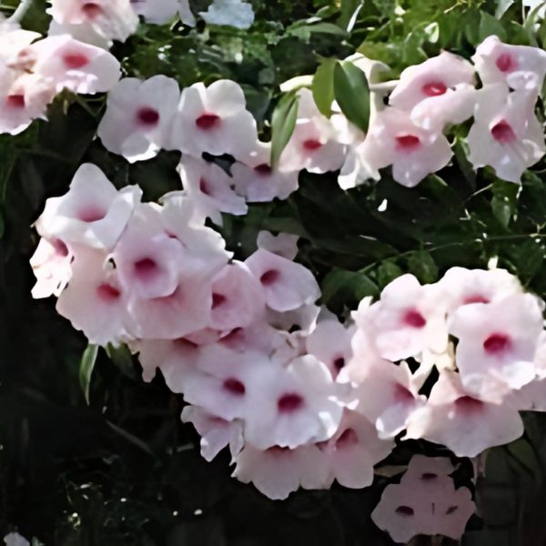 PANDOREA JASMINOIDES - Image 4