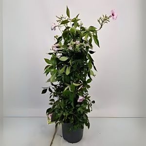 PANDOREA JASMINOIDES