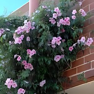 PANDOREA JASMINOIDES