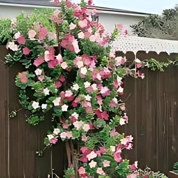 PANDOREA JASMINOIDES - Image 3