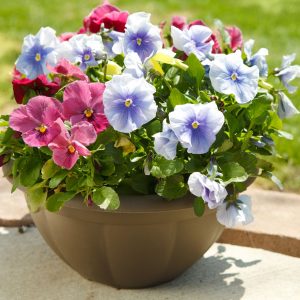 PANSY SPP.