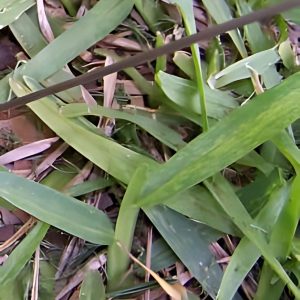 PASPALUM VAGINATUM (BAG)