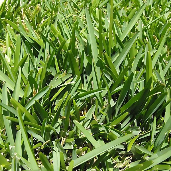 PASPALUM VAGINATUM (BAG)