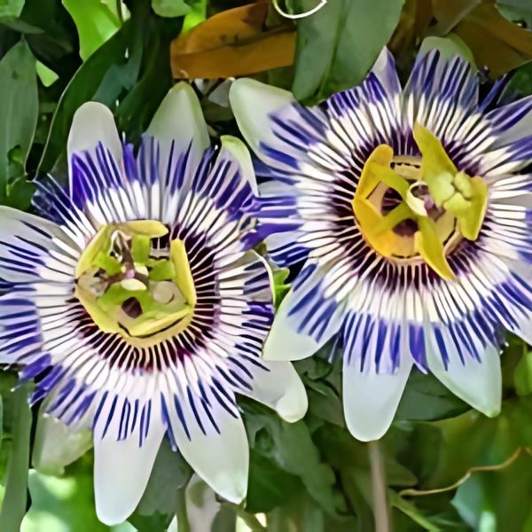 PASSIFLORA CAERULEA - Image 5