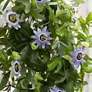 PASSIFLORA CAERULEA