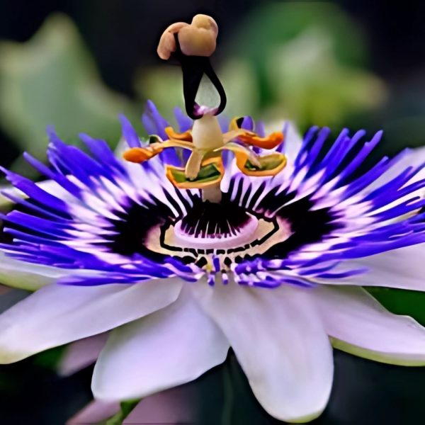PASSIFLORA CAERULEA - Image 3