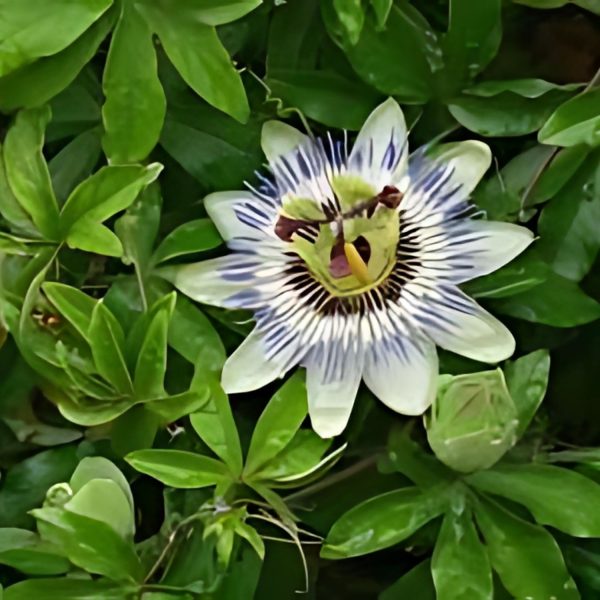 PASSIFLORA CAERULEA - Image 4