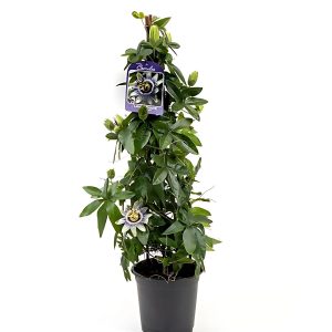 PASSIFLORA CAERULEA