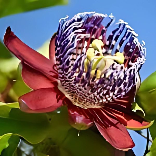PASSIFLORA QUADR. - Image 5