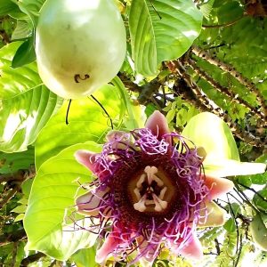 PASSIFLORA QUADR.