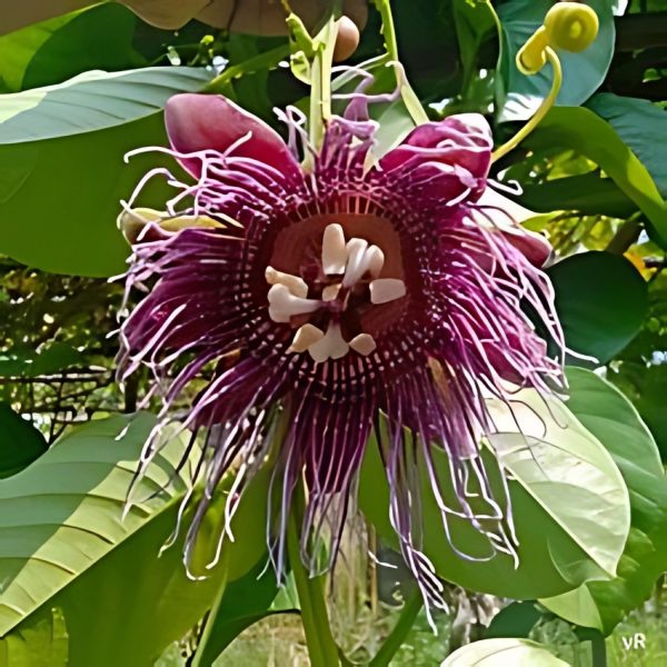 PASSIFLORA QUADR. - Image 3