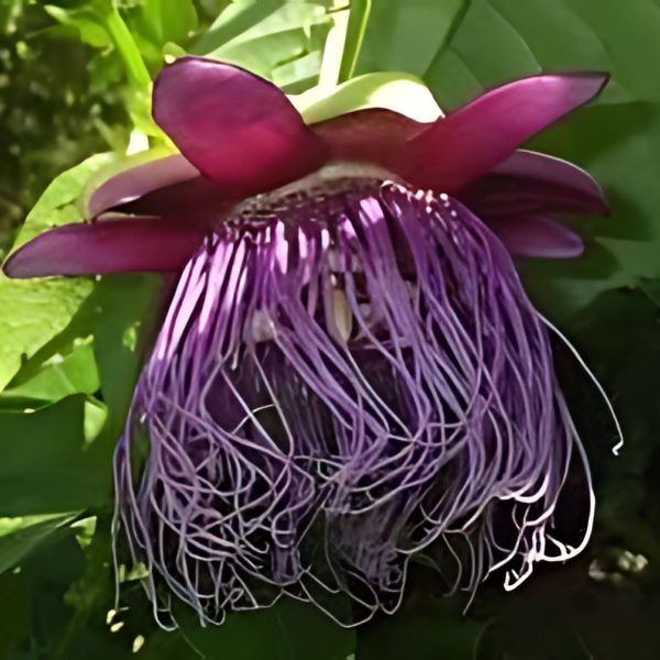 PASSIFLORA QUADR. - Image 4