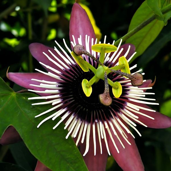 PASSIFLORA VIOLACEA - Image 5