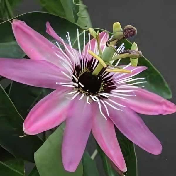 PASSIFLORA VIOLACEA - Image 2